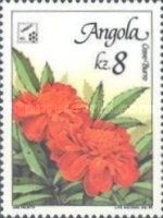 Flowers of Angola - Gravo Burro