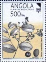 Medicinal Plants - 92 Lubrapex