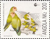Rosy-faced Lovebird (Agapornis roseicollis catumbella)