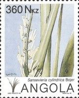 Sansevieria cylindrica