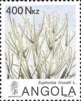 Euphorbia tirculli L.