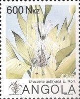 Dracaena aubryana