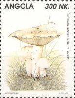 Tricholoma georgii