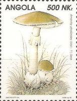 Amanita phalloides