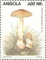 Amanita vaginata
