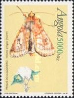 Cotton Bollworm (Heliothis armigera) 