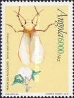 Silverleaf Whitefly (Bemisia tabasi)