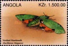 Verdant Hawkmoth (Euchloron megaera)