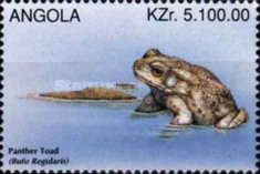 Square-marked Toad (Bufo regularis)