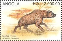 Spotted Hyena (Crocuta crocuta)