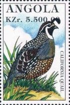 California Quail (Callipepla californica)