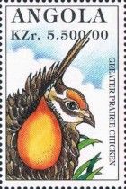 Greater Prairie Chicken (Tympanuchus cupido)