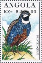 Painted Quail (Synoicus chinensis)
