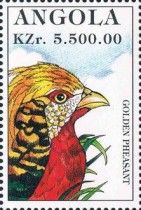 Golden Pheasant (Chrysolophus pictus)