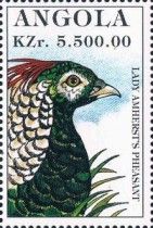 Lady Amherst's Pheasant (Chrysolophus amherstiae)