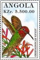 Anna's Hummingbird (Calypte anna)