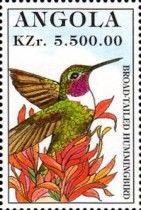 Broad-tailed Hummingbird (Selasphorus platycercus)