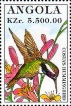 Costa's Hummingbird (Calypte costae)