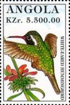 White-eared Hummingbird (Basilinna leucotis)