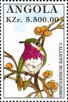 Calliope Hummingbird (Selasphorus calliope)