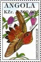 Rufous Hummingbird (Selasphorus rufus)