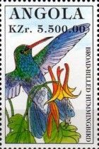Broad-billed Hummingbird (Cynanthus latirostris)