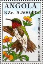 Ruby-throated Hummingbird (Archilochus colubris)