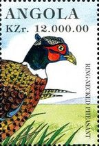 Ring-necked Pheasant (Phasianus colchicus)