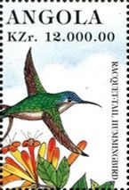 Racquet-tail Hummingbird (Ocreatus underwoodii)