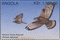 Western Honey Buzzard (Pernis apivorus)