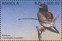 Bateleur (Terathopius ecaudatus)