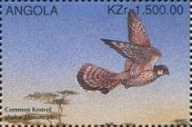 Common Kestrel (Falco tinnunculus)