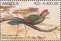 Red-crested Turaco (Tauraco erythrolophus)