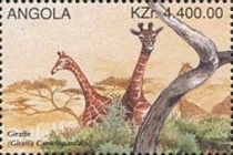 Giraffe (Giraffa camelopardalis)