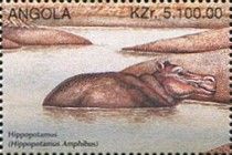 Hippopotamus (Hippopotamus amphibius)