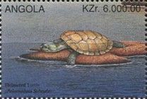 African Helmeted Turtle (Pelomedusa subrufa)