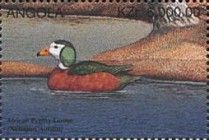 African Pygmy Goose (Nettapus auritus)