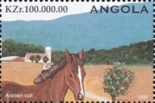Arabian Colt