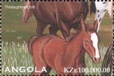 Thoroughbred Colt