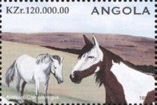 Arabian, Chincoteague