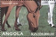 Przewalski´s Horse