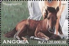 Thoroughbred Colt