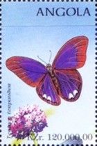 Royal Assyrian (Terinos terpander)