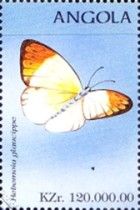 Great Orange Tip (Hebomoia glaucippe)
