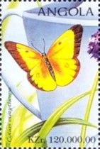 Alfalfa Butterfly (Colias eurytheme)