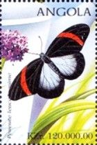 Redbanded Pereute Butterfly (Pereute leucodrosime)