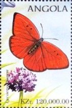 Large Copper (Lycaena dispar)