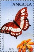 Malachite Butterfly (Metamorpha stelenes)