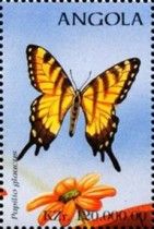 Eastern Tiger Swallowtail (Papilio glaucus)