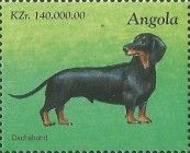 Dachshund